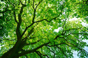Kronensicherung am Baum