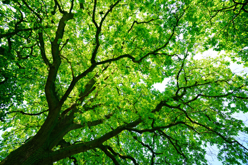 Kronensicherung am Baum