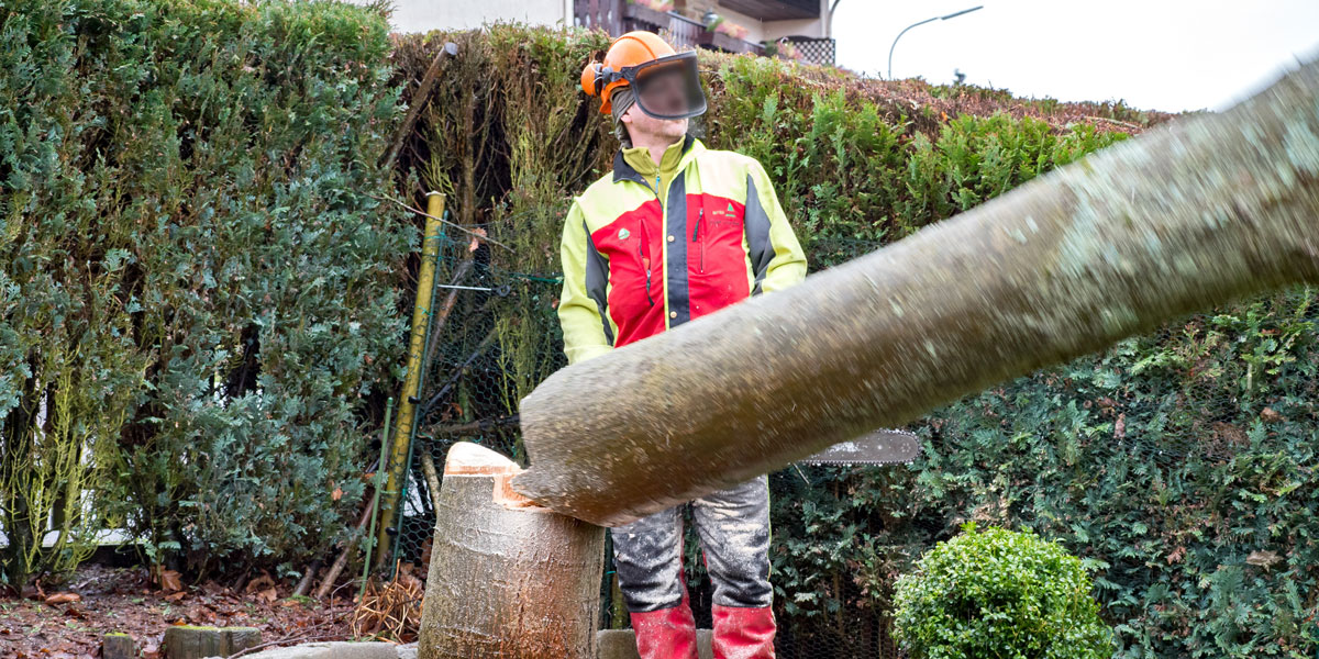 Baum Fällen 1 März / Regelungen In Osnabruck Baume Fallen