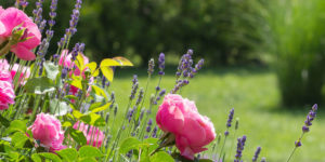 gartentipps