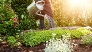 pflegeleichter Garten