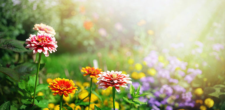 Blumenpflege