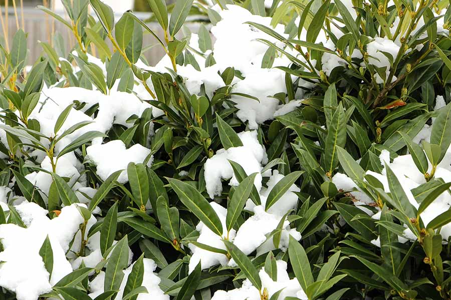 Winterharte Sträucher