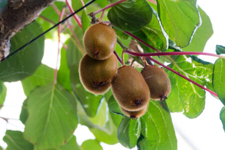 kiwis anbauen