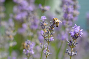 Bienenfreundliche-Pflanzen1