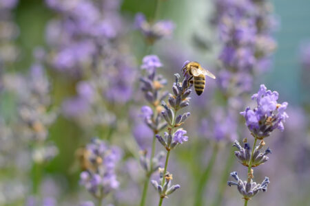Bienenfreundliche-Pflanzen1