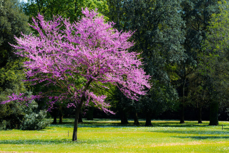 aussergewoehnliche baeume fuer den garten