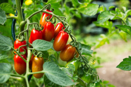 tomatenhaus-selber-bauen