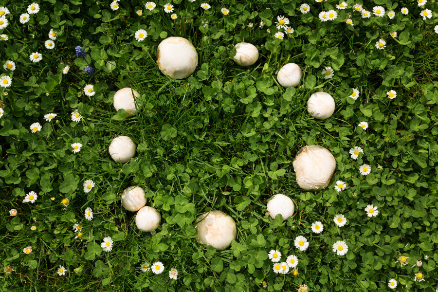 Pilze-im-Garten