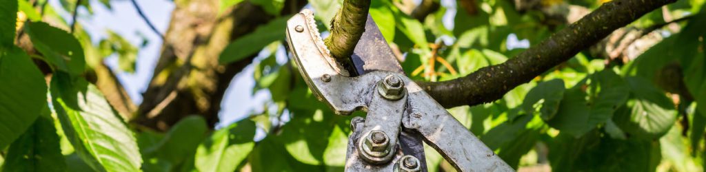 Baum schneiden mit Werkzeug