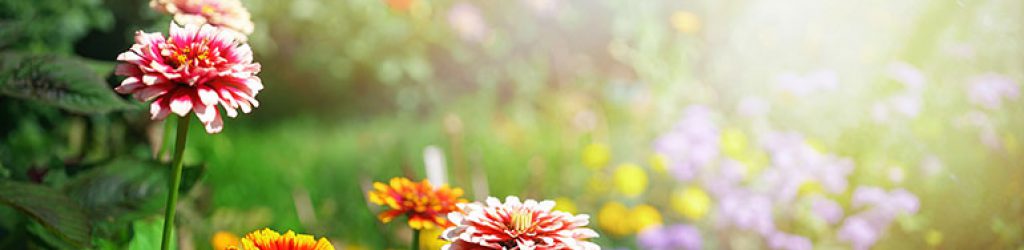 Blumenpflege Blumenpflege