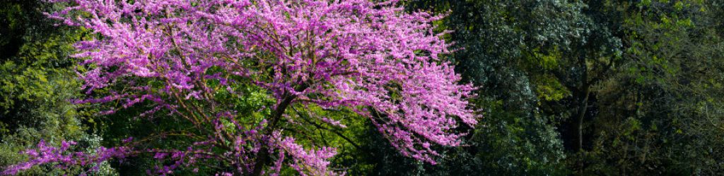 aussergewoehnliche baeume fuer den garten aussergewoehnliche baeume fuer den garten