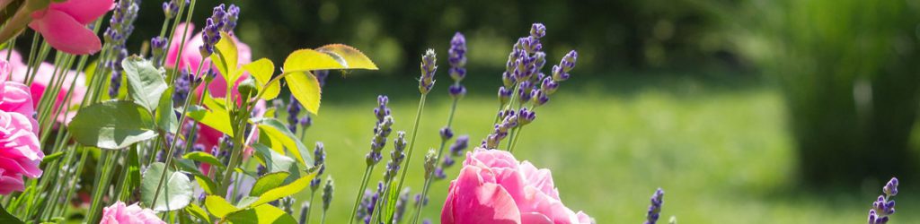 gartentipps gartentipps