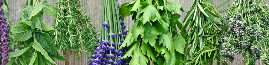 kraeuter-trocknen kraeuter-trocknen