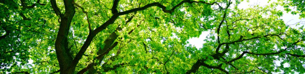 Kronensicherung am Baum Kronensicherung am Baum