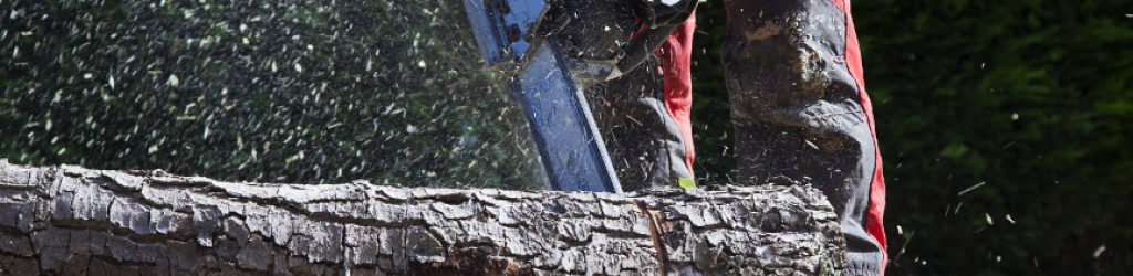 Wann Baeume faellen Wann Baeume faellen